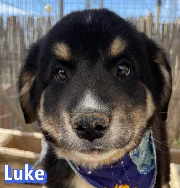 Luke, 02/26 - hübscher Kerl sucht Zuhause