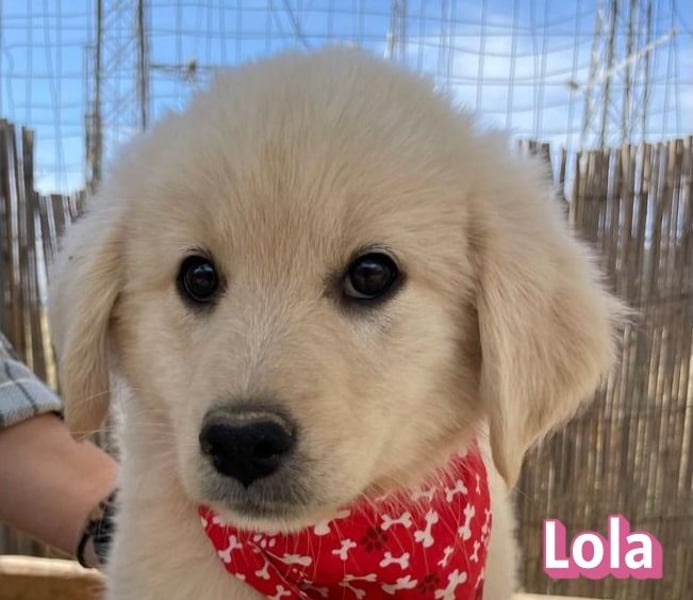 Lola, 02/26 - Wuschelchen sucht Körbchen