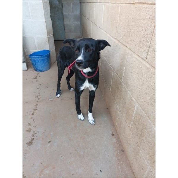 Angus (CR) verspielter süßer Junghund