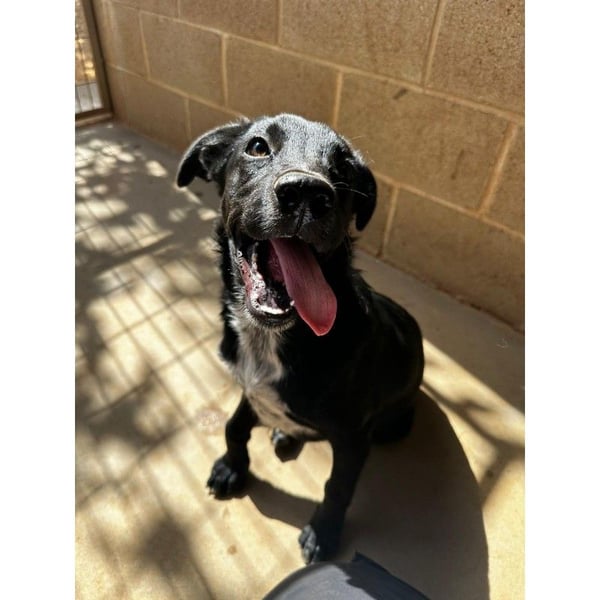 Pipo(CR) immer gut gelaunter Junghund