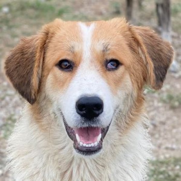 Carys, geb. ca. 10/2024, lebt in GRIECHENLAND, im städt. Tierheim Serres