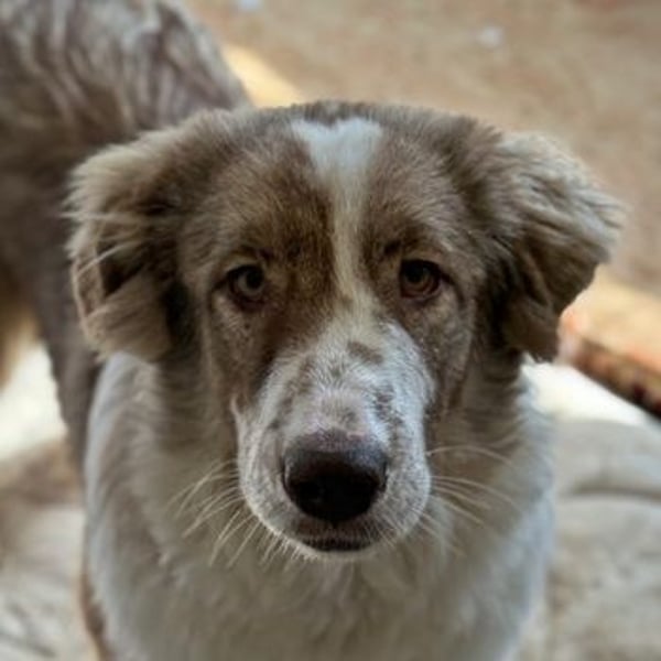 Liona, geb. ca. 12/2024, lebt in GRIECHENLAND, auf einem Gelände, auf dem die Hunde notdürftig verso