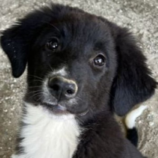 Lotti, geb. ca. 07/2025, lebt in GRIECHENLAND, auf einer privaten Pflegestelle