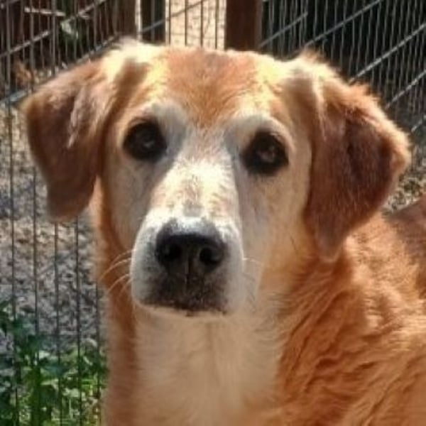 Flower, geb. ca. 06/2015, lebt in GRIECHENLAND, auf einer privaten Pflegestelle