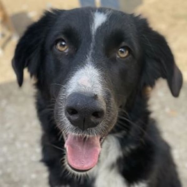 Meredith, geb. ca. 01/2022, lebt in GRIECHENLAND, auf einem Gelände, auf dem die Hunde notdürftig ve