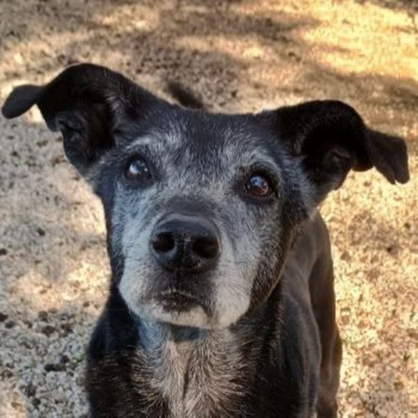 Lilika, geb. ca. 06/2015, lebt in GRIECHENLAND, auf einer privaten Pflegestelle