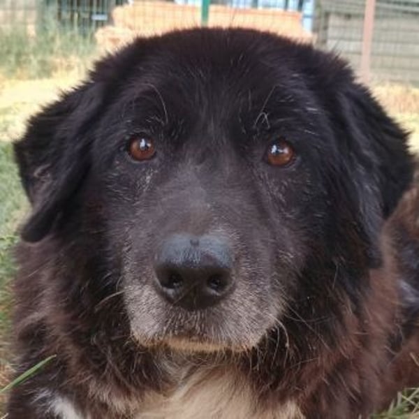 Betty-Boo, geb. ca. 01/2014, lebt in GRIECHENLAND, auf einer privaten Pflegestelle