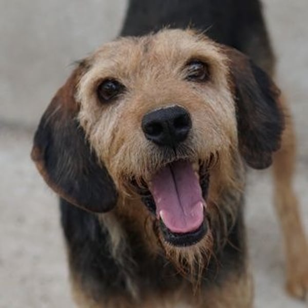 Yasko, geb. ca. 11/2022, lebt auf einer Pflegestelle in 44649 Herne