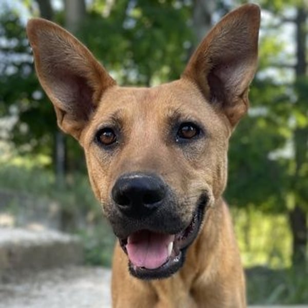 Zella, geb. ca. 03/2023, lebt auf einer Pflegestelle in 47638 Straelen