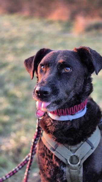 LEXI - wundervolle, sehr charmante tolle Hündin auf der Suche nach ihren Herzensmenschen