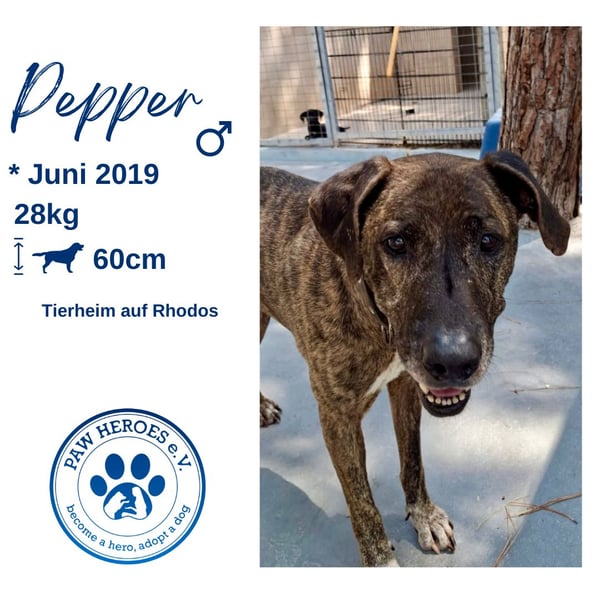Pepper sucht eine eigene Familie!