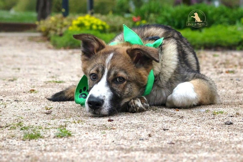 Valentin unser Sonnenschein mit Handicap