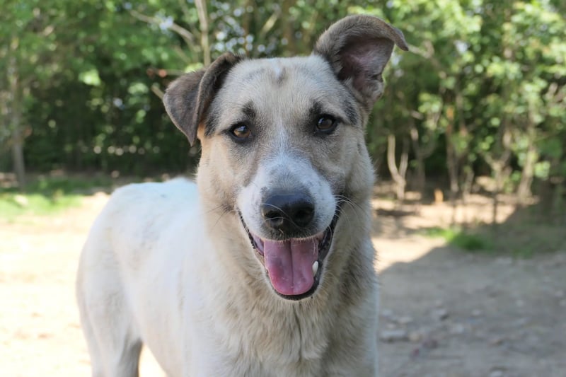 Aliisa mit Training zur Traumhündin