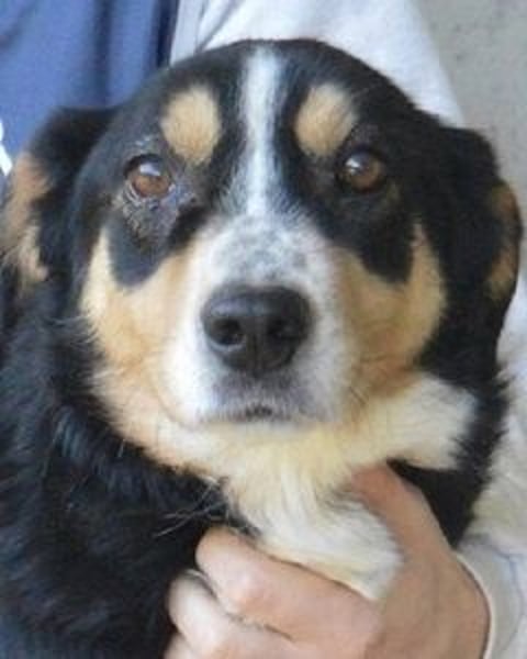 Aroldo - Sanfter Rüde sucht sein Lebensglück