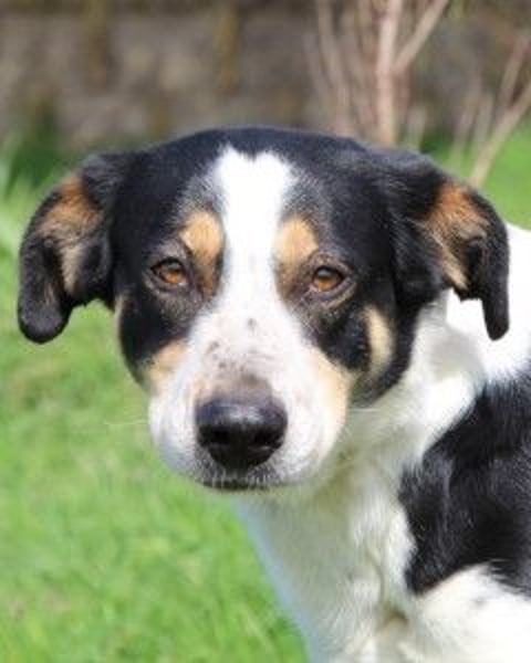 Lillo - Intelligentes Energiebündel sucht Sportsfreunde