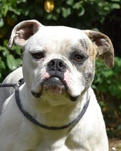 Nickolaus - Alle guten Dinge sind drei