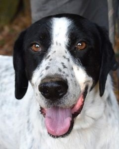 Demetrius - Sensibler Hund in großer Not