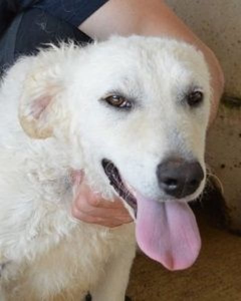 Adryelle - Lebensfreude auf vier Pfoten