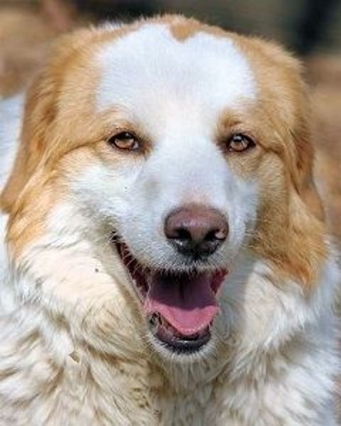 Tish - mit dem wunderschönen Kuschelfell