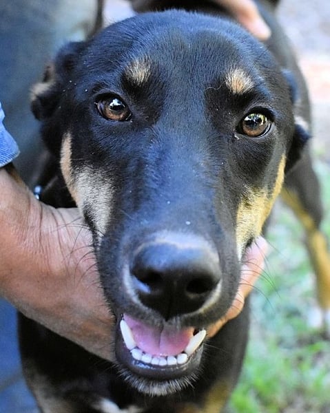 Domitia - neugierige Junghündin mit sanftem Wesen