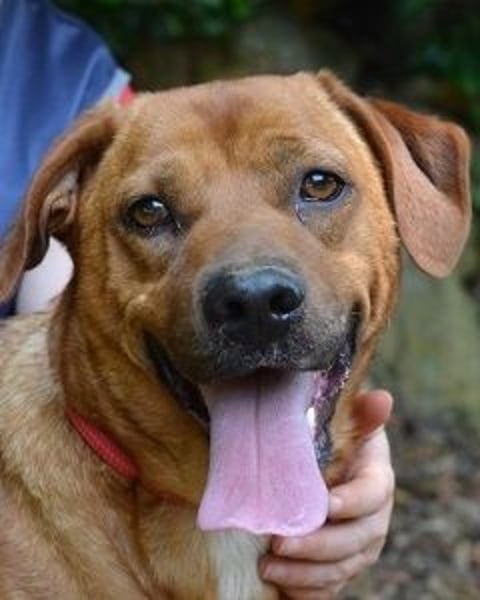 Freebie - Über Stock und Stein