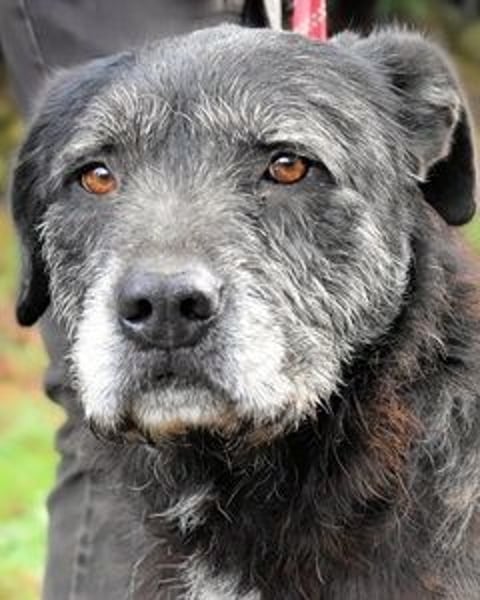 Baldovino - Lieber, großer Kerl fragt: Darf ich zu Dir?