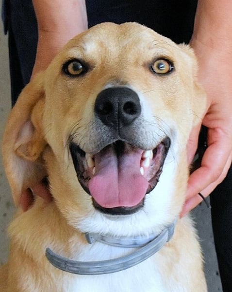 Wiper - Menschisch A1 - Wiper sucht Lehrer