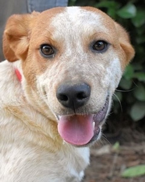 Zoilo - Z wie Zuckersüß und Zauberhaft