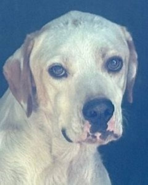 Geoff - Schau ihm in die Augen