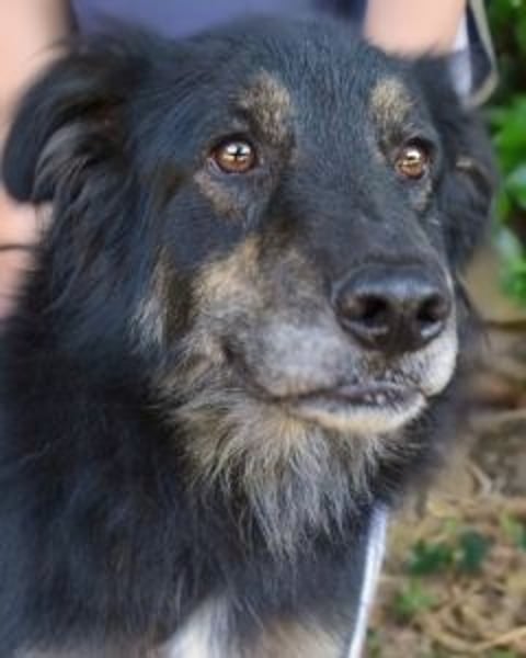 Pinot - "Unmöglich!" sagte die Tatsache...