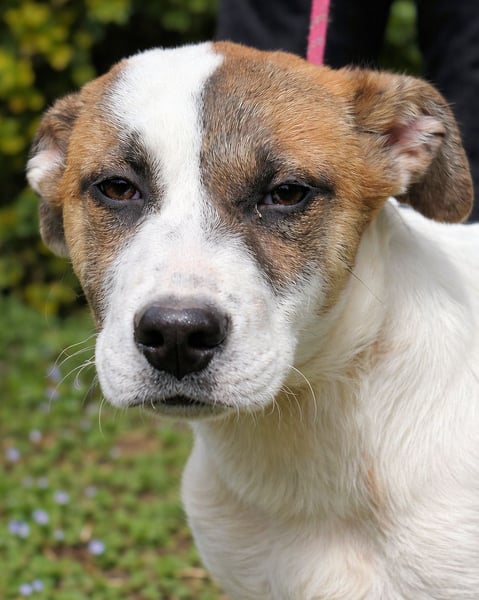 Elenio - SOS - Dringend Zuhause gesucht - Ein leuchtendes Fellknäuel