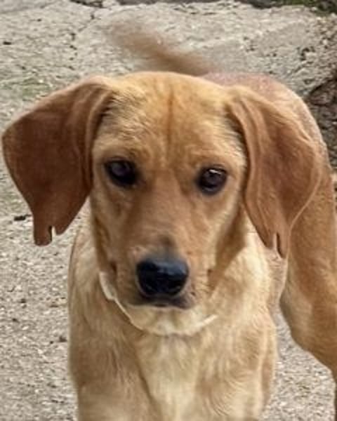 Yamina - (Dringend Pflegestelle oder Zuhause gesucht) wie bei Hänsel und Gretel - nur schlimmer