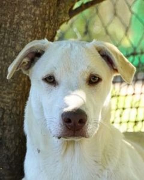 Titanio - (Dringend Pflegestelle oder Zuhause gesucht) Bereit Herzen im Sturm zu erobern