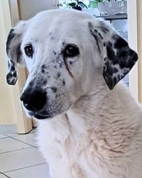 Gina - SOS - Dringend neues Zuhause oder Pflegestelle gesucht - Auch sie droht alles zu verlieren