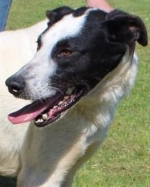 Florentino - Der hübscheste aller Batmans