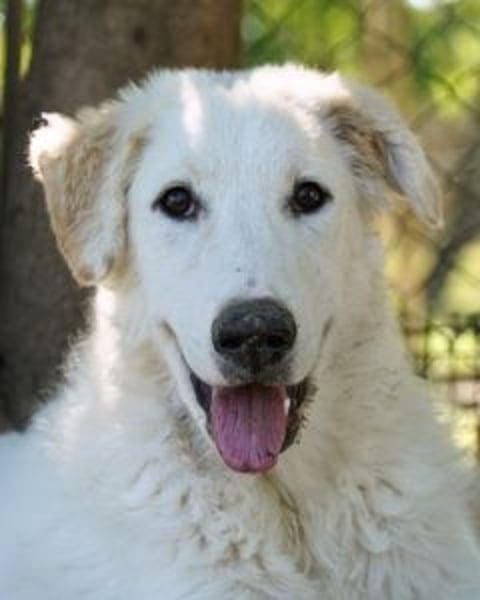 Tonia - (Dringend Pflegestelle oder Zuhause gesucht) Bereit Herzen im Sturm zu erobern