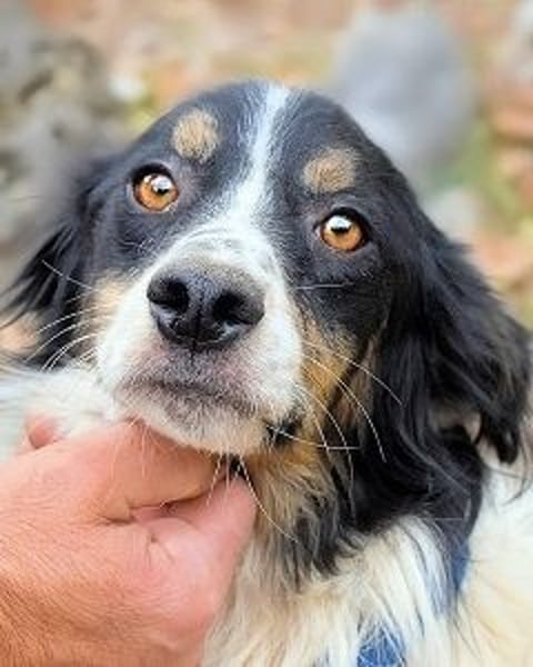 Collin - Wer Vertrauen hat, erlebt jeden Tag Wunder