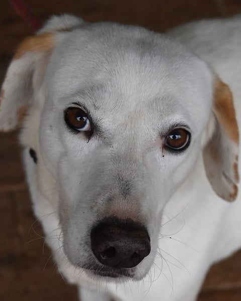 Ghemon - Notfall - Wie wenig kann ein Leben zählen?