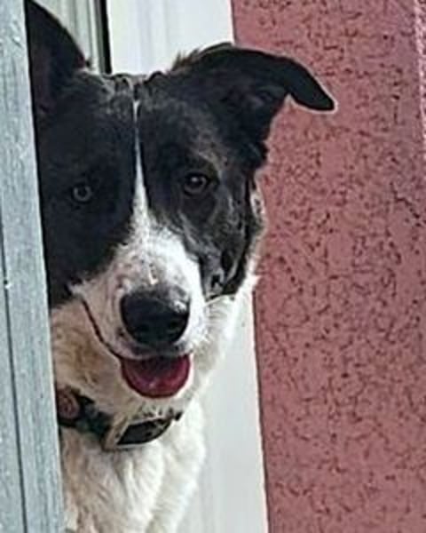 Fioretta - Notfall - 2. Lebensglück gesucht