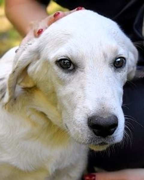 Shipley - Ein riesiges Missverständnis!