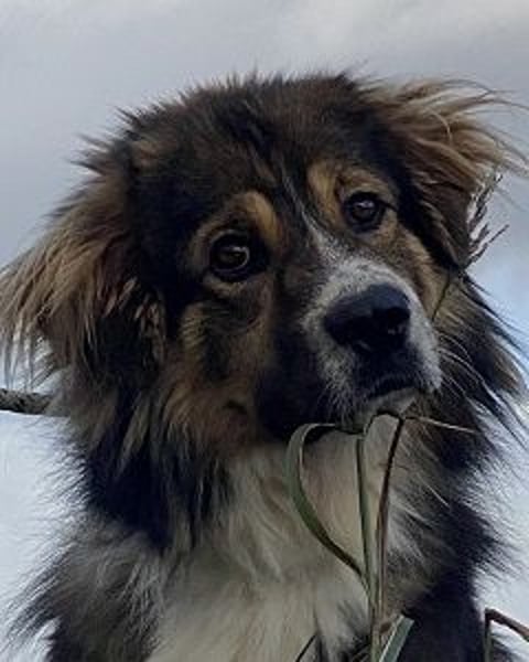 Leo - Leo, Du Löwe, schüttle Deine Mähne!