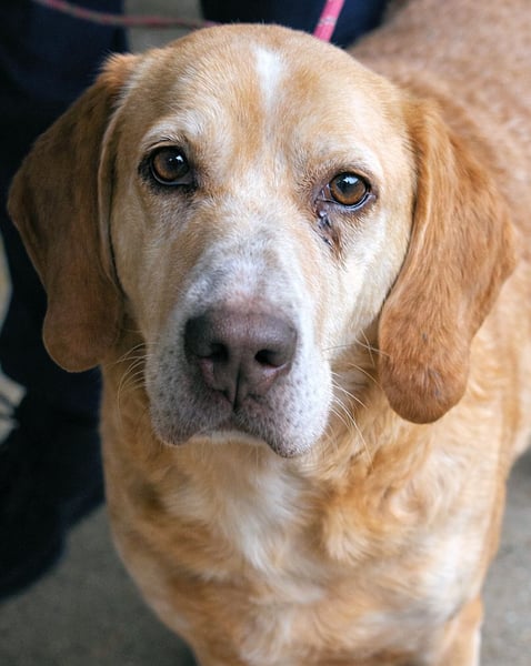 Dioneo - NOTFALL - Zeit heilt hier nichts