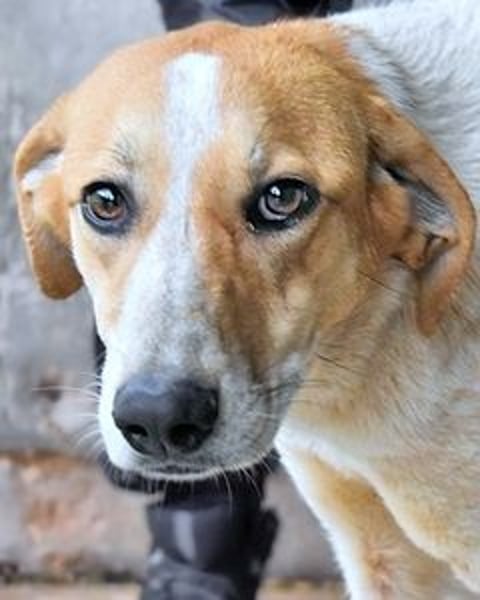 Molletta - Junghündin sucht Anschluss mit Streicheleinheiten