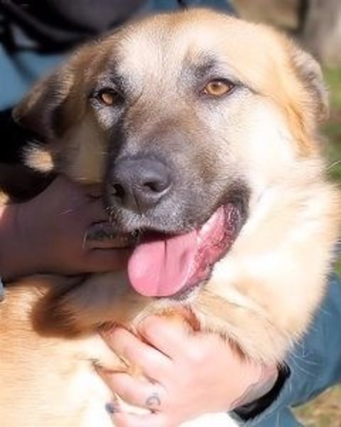 Oddy - Der "Seltsame" mit den Bernsteinaugen