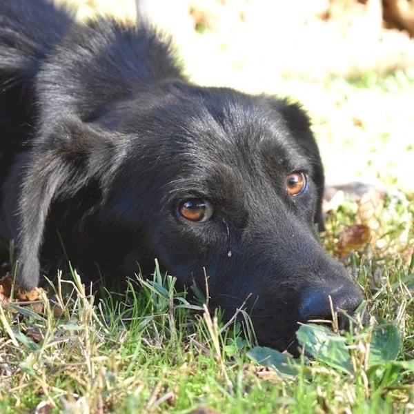 Saffiro - Ein Schritt Richtung Hundeglück