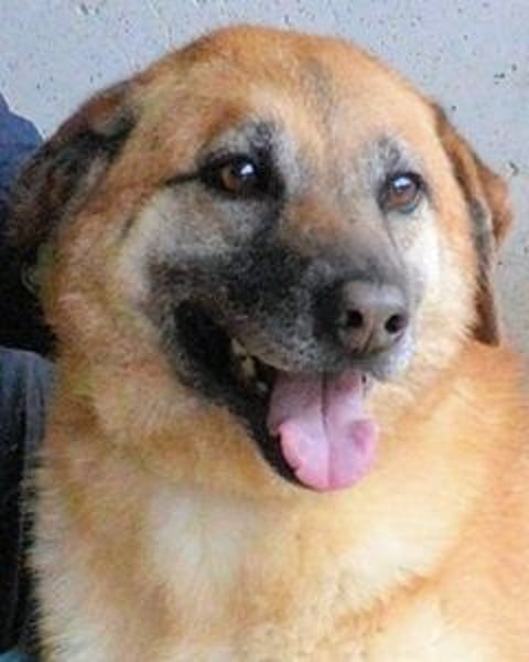 Astrea - Eine Hündin, die nach den Sternen greift