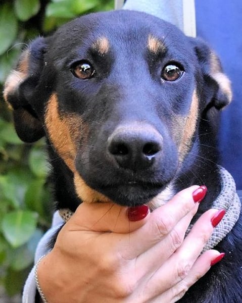 Drifa - vorsichtiges Hundemädchen auf der Suche nach Geborgenheit