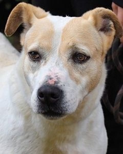 Ivetta - Hat ihr Herz zu verschenken