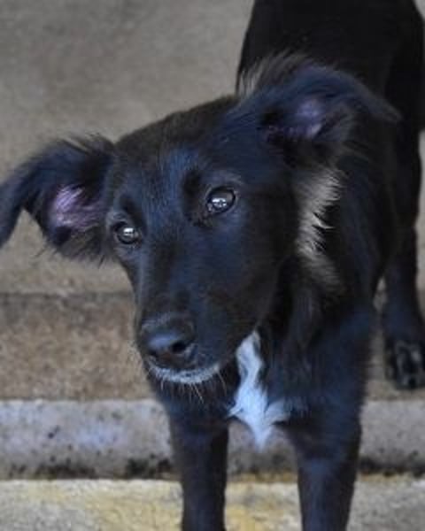 Nerissa - Das Märchen von den fünf Schwestern