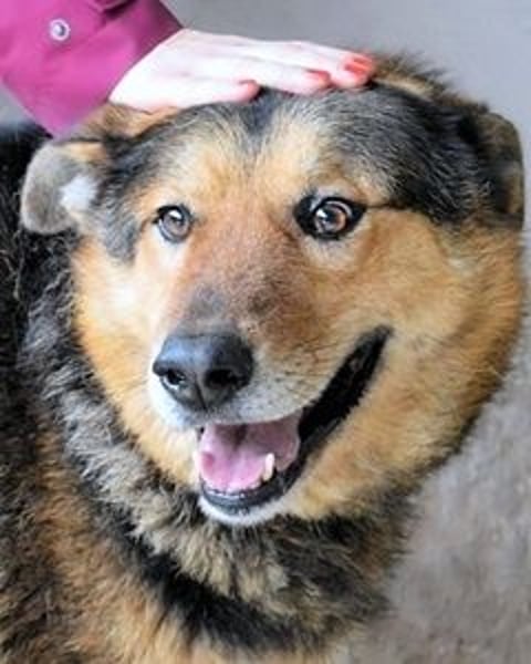 Annalise - Eine liebevolle Gefährtin sucht ihren Menschen